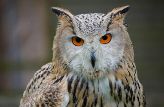 Eagle Owl
