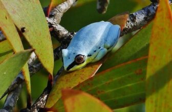 Madagascar Blue-back Reed Frog | Island Of Madagascar Off Th…
