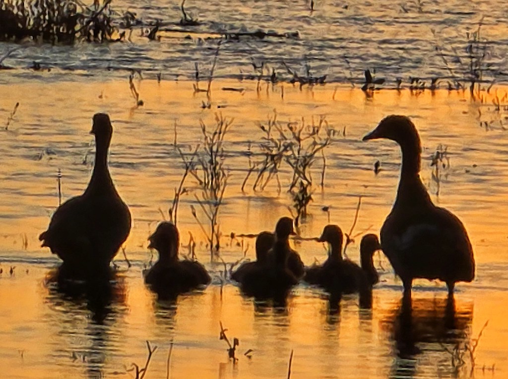 Sunset At Menindee Lakes Caravan Park-2