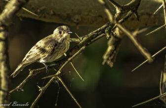 Gobemouche gris – Muscicapa striata – Spotted Flycatcher