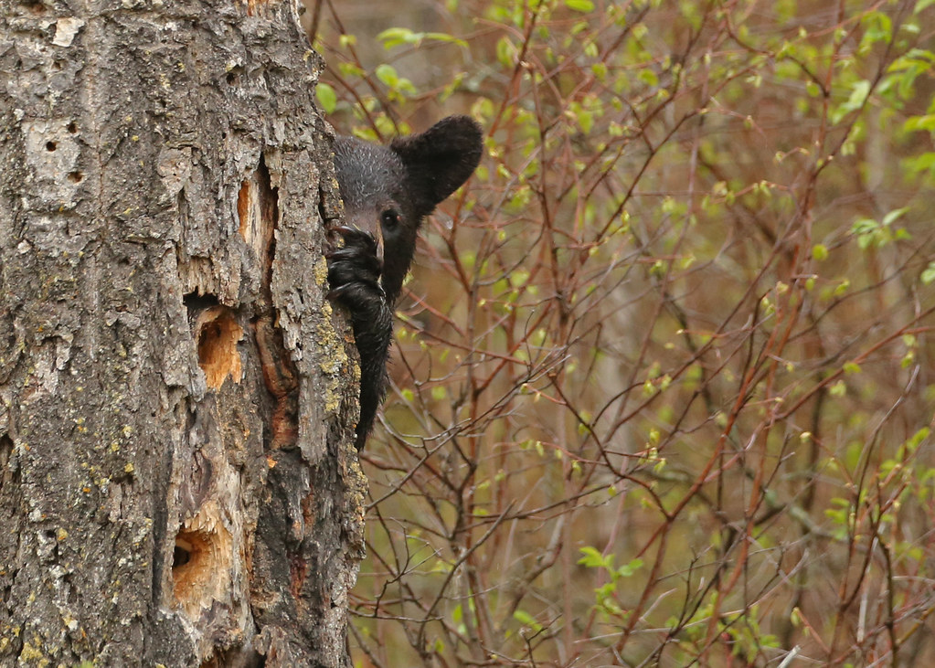 Peek a boo Black Bear…#1
