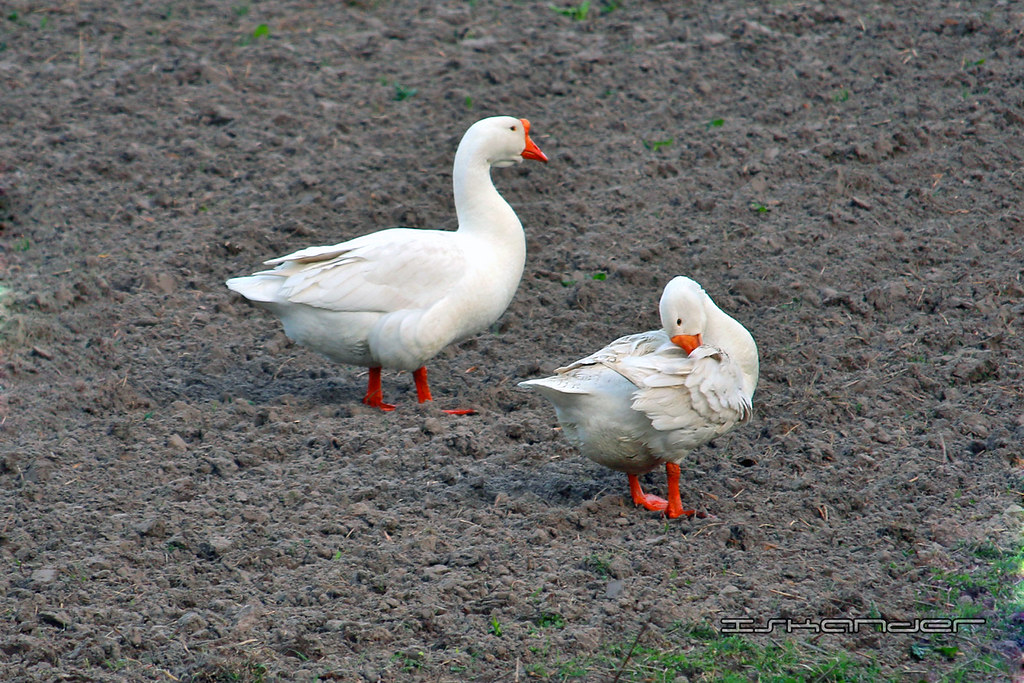 a-geese-02 | village life | iskander photography