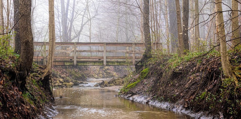 Foggy walk through the park…. | 2026-04-17 5868-CR3-L1T1L1…