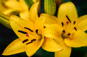 symmetrical fragrance