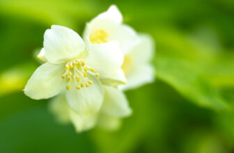 365.143 – More mock orange