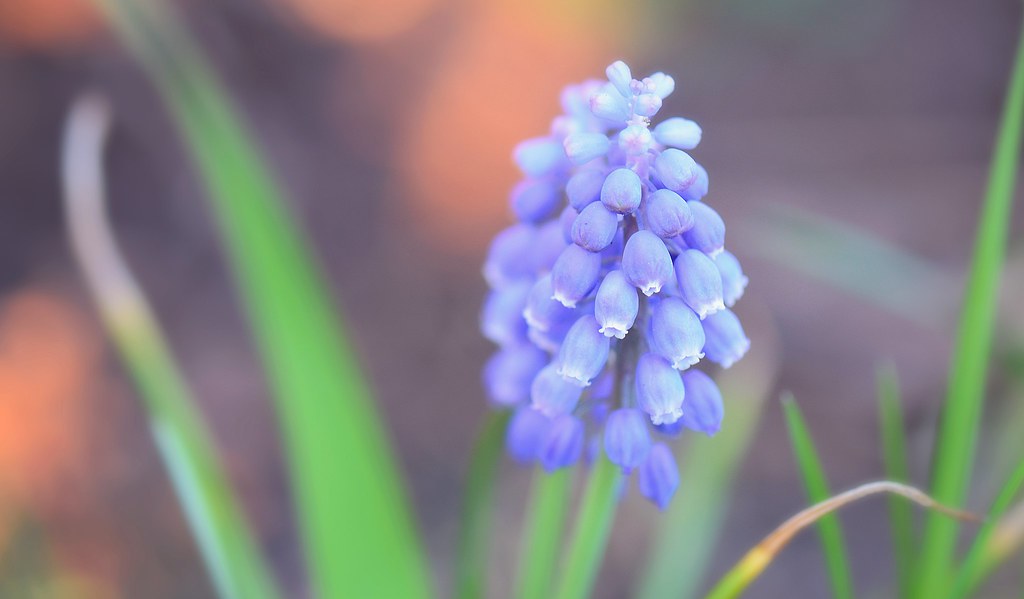 Grape Hyacinth