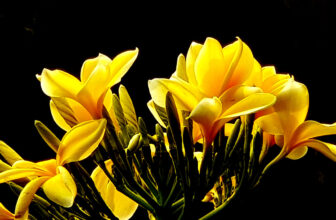 glow in the dark … | ~~~~~~~~~~~~~~~~~~~ Many thanks dear …