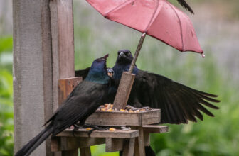 Get down from there! You will break the umbrella!