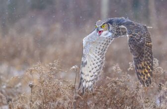Great Horned Owl 8266