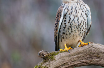Female Common kestrel (Falco tinnunculus)