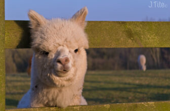 Alpaca's @ Park Farm (Frampton Cotterell)
