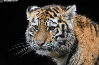 Siberian tiger cub – Ouwehands Dierenpark