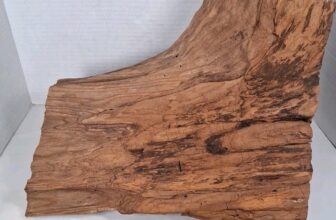 Driftwood aquarium terrarium beach decor taxidermy Centerpiece