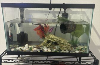 5 Gallon Fish Tank with Accessories