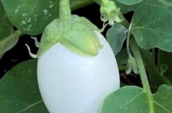 White Egg Eggplant Seeds, NON-GMO, Garden Egg, Heirloom, FREE SHIPPING