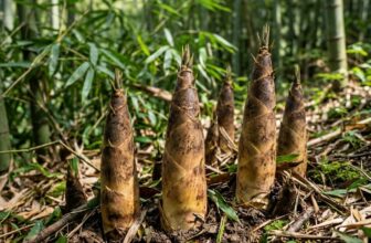 50 Pcs Bamboo Shoot Seeds Perennial Plant Seeds for Garden Outdoor Planting