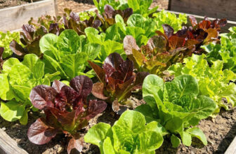Lettuce HEATWAVE MIX Heat Tolerant Cut & Come Again Garden Non-GMO 1000 Seeds