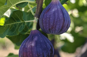 200+ Texas Blue Giant Fig Seeds Large Sweet Fruit Tree Garden USA