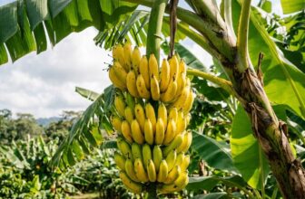 100Pcs Banana Tree Seeds, Tropical Ornamental Plants for Home Garden