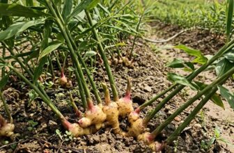 100 Pcs Ginger Seeds Perennial Vegetable Seeds for Backyard Garden Planting
