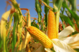 Paraguay’s Corn Exports Halve: Economic Alarm Bells Ring