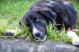 Did you know why do dogs eat grass?