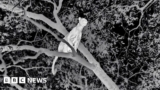 Mammals: World-first as Attenborough series films leopards hunting in pitch black