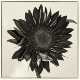Chocolate  Sunflower,  Sepia