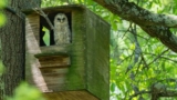How to Build an Owl’s Nest Box for Your Yard
