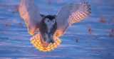 Superb Owl Sunday IX – The Atlantic