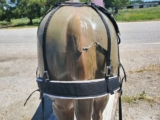 BLACK nylon western saddle breeching made in the USA/Horse Tack