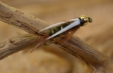 1 Doz Tungsten Bead Head Prince Nymph Fishing Flies – Mustad Signature Fly Hooks