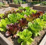 Lettuce HEATWAVE MIX Heat Tolerant Cut & Come Again Garden Non-GMO 1000 Seeds