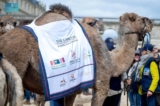 Saudi Arabia joins Paris camel parade to celebrate UN’s Year of Camelids