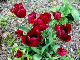 “Flowers heal me. Tulips make me happy.”  –