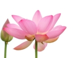 Pink lotus on white