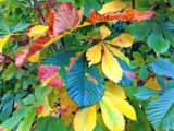 The magic of Fall colours