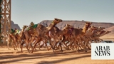 World Endurance Championship camel race begins May 4 in Al-Ula
