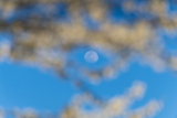 Moonrise between white redbud branches