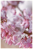 Redbuds and ice bubble