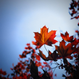 Leaf-in-the-Sun—DSCF4284-