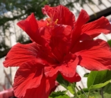 A  surprising hibiscus colour change, rooted in Science