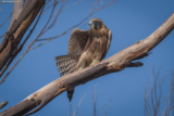 Australian Hobby: Wing Relief Stretch