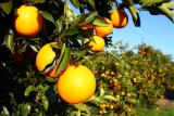 São Paulo’s Agribusiness Surplus Shrinks, but State Holds Lead in Brazil’s Export Market