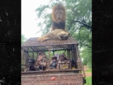 Lions have s3x on top of Safari truck full of people