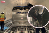 ANA Cargo transported two live horses from Narita to Hong Kong
