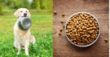 Best All-Natural Dry Dog Food For Your Pet Health