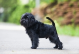 Male & Female Affenpinscher Weights & Heights by Age