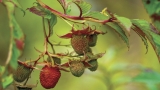 Bushfoods: Atherton raspberry, native ginger and old man saltbush