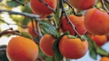 Grow: persimmon trees – ABC Organic Gardener Magazine
